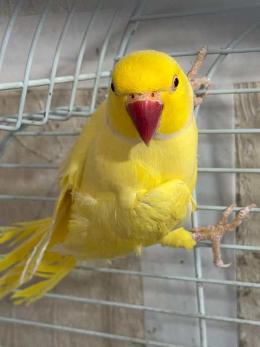 Ожереловые попугаи пара