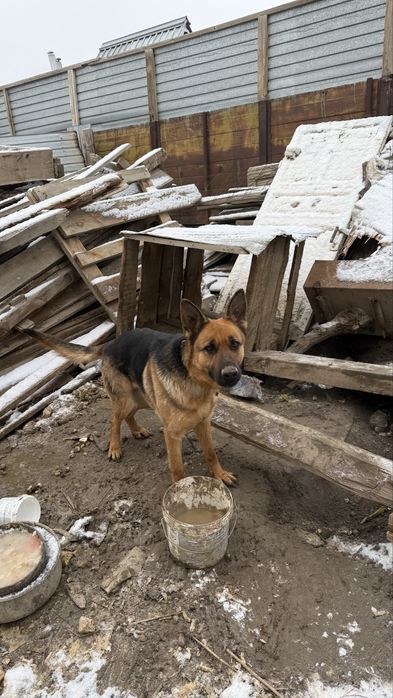 Немецкая овчарка!!