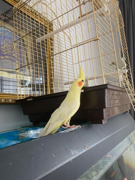 Попугай Корелла девочка