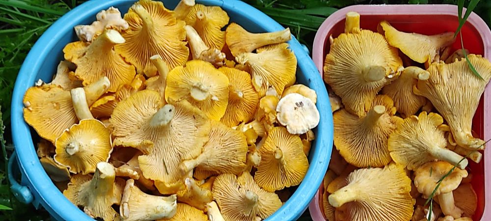 Продам свежие грибы лисички.