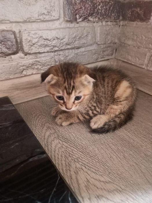 Отдам котят девочки