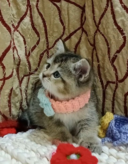 Золотая Шиншила девочка