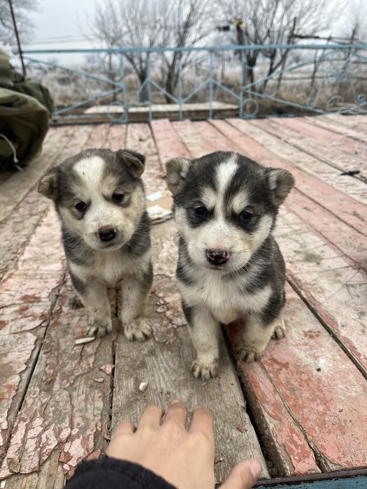 Лайка күшік 1 айлық