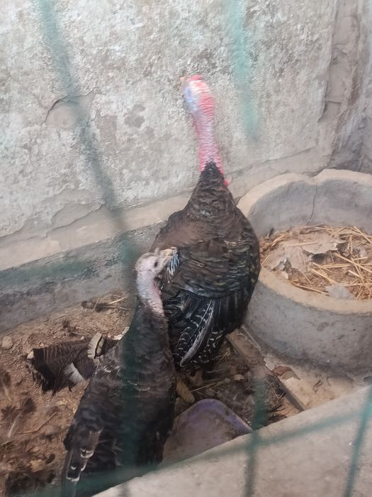 Induklar sotiladi Er va Hotin Narhi kelishiladi