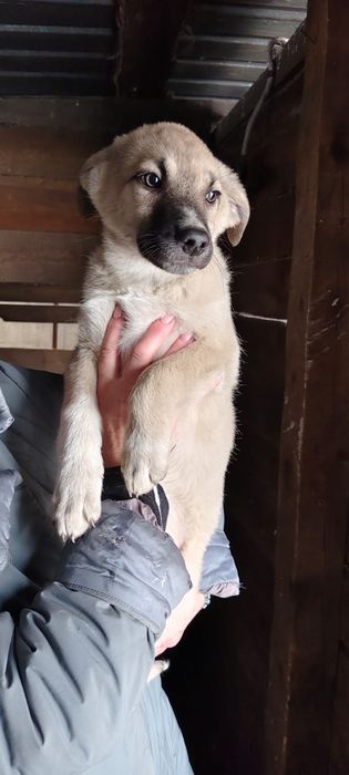 Щенки девчули ждут добрые руки