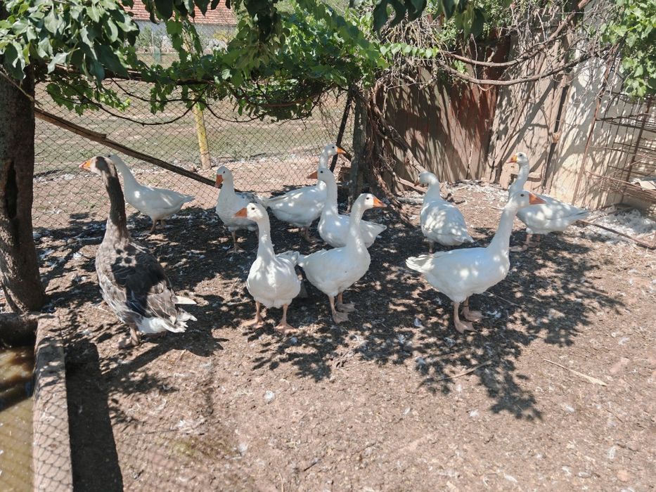 Gâște de anul acesta