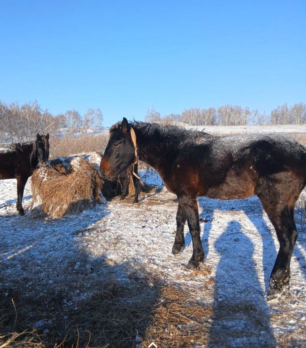 Продам жеребчика