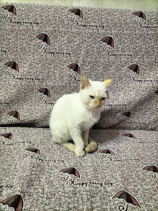 Котенок голубоглазый