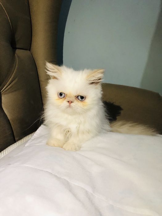 Парода экзот мальчик