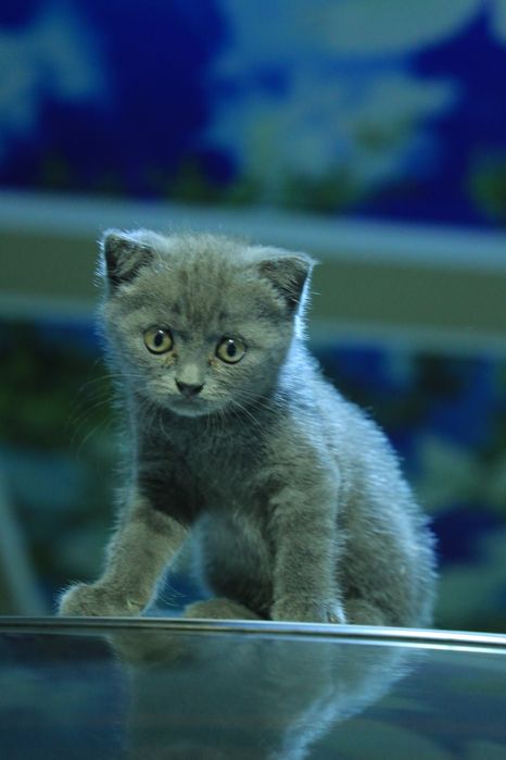 Кошка Mushuk Skotish straight 2 yarim oylik toza qon