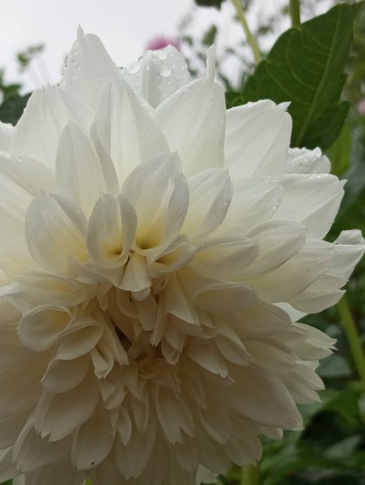 Продам георгины крупные