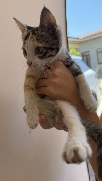 Котенок мушук бесплатно
