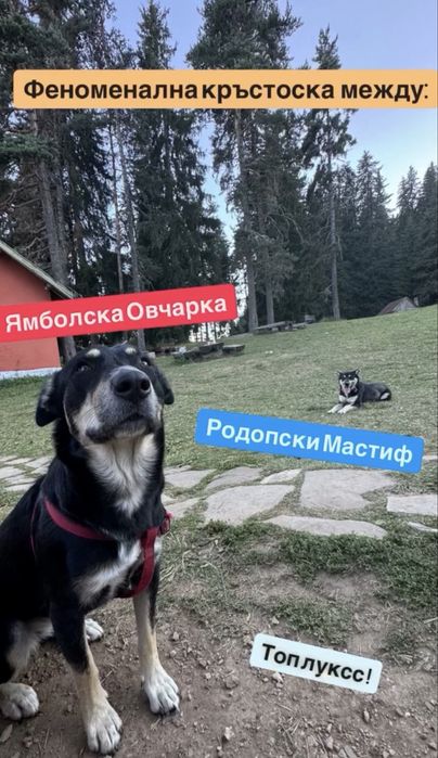 Мъжко куче на 4 месеца - ваксинирано, обезпаразитено с паспорт