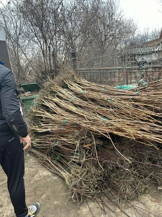 Pomi fructiferi și vița de vie altoita  putem ambala pe comanda