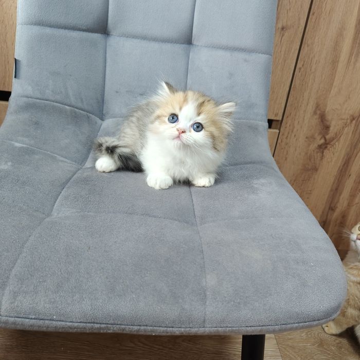 Котик Бикадорный золотой бабби