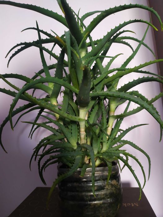 цветок АЛОЭ вера, цветки возрастом Б0ЛEE пяти лет! НЕ дорого!