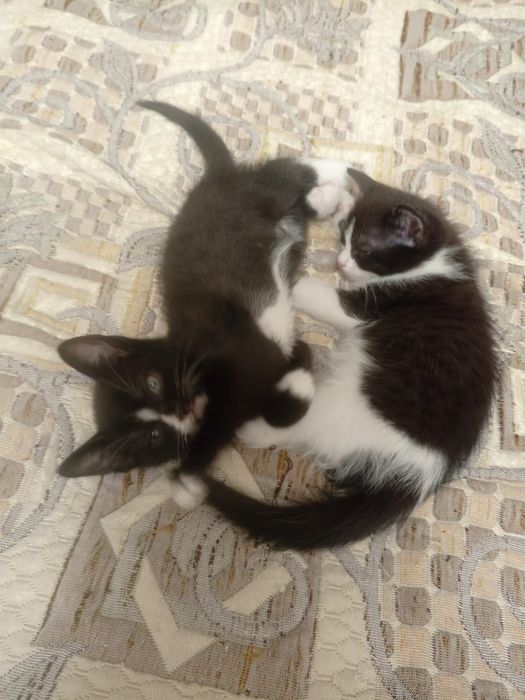 Отдам даром котят