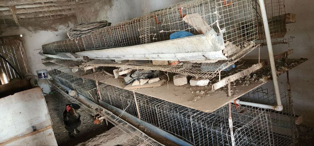 Tovuq kletka sotiladi 1000 sgadi