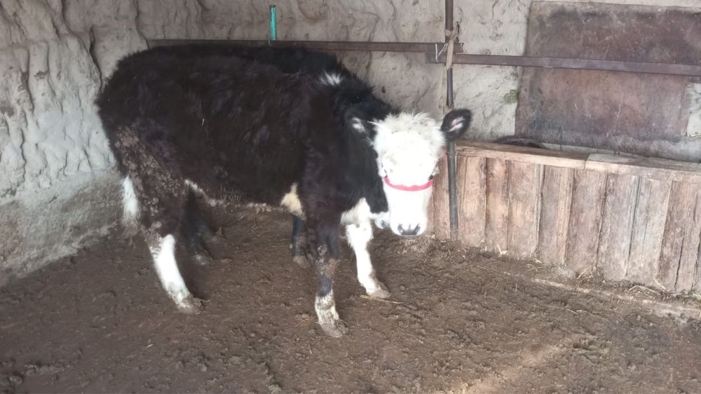 Баспактар ұрғашы мен еркек