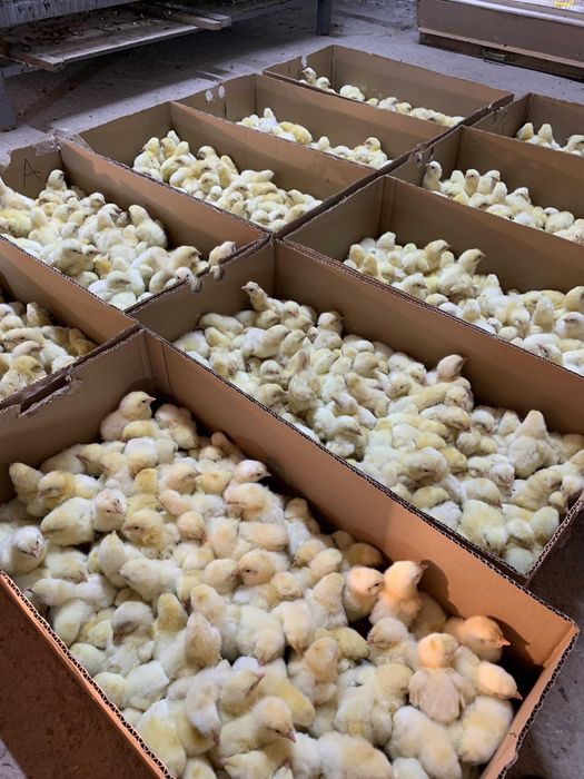 Суточные бройлеры / Цыплята / Бройлер балапандары / Росс-308 /