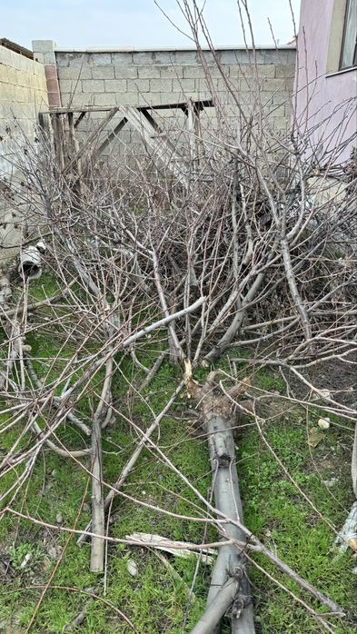 Тегін отын кімге керек, бесплатно