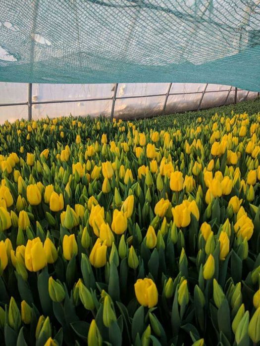 Тюльпаны оптом прямая поставка Теплицы – выгодно и без посредников