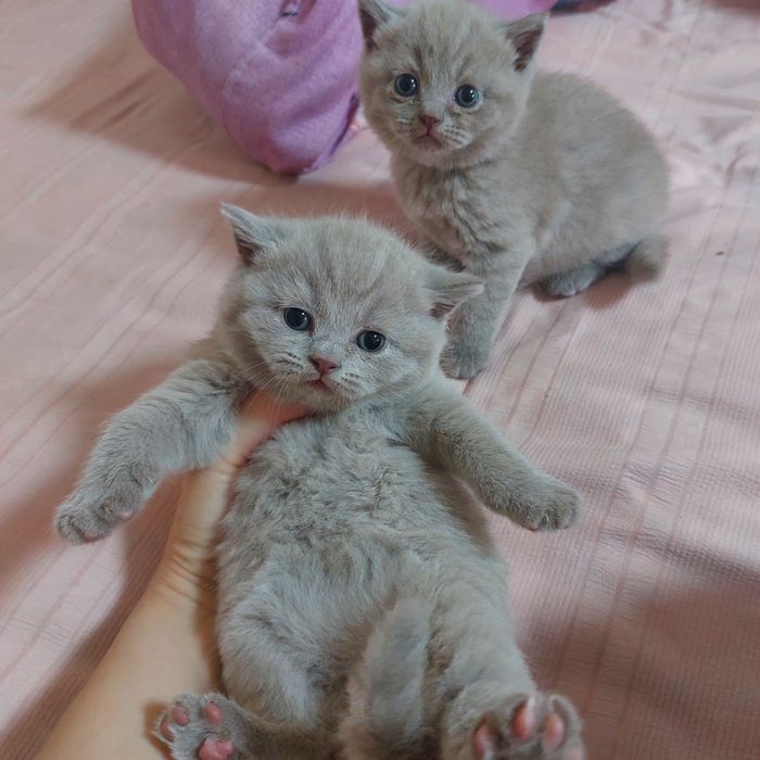 Котята шатландской пароды лиловый окрас открыта бронирование