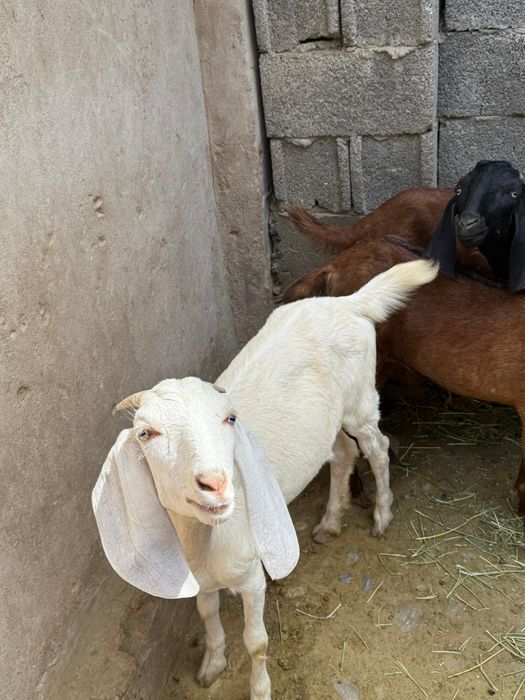 Битал козлято...