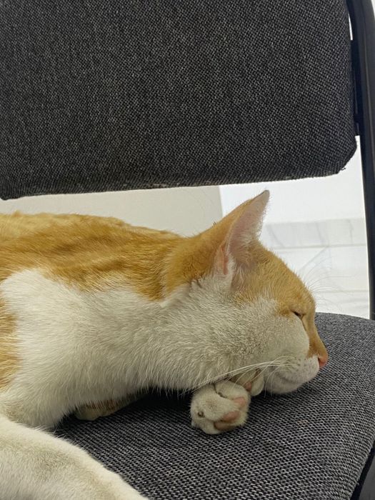 Отдам бесплатно кота  в добрые руки
