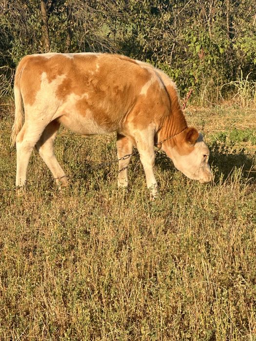 Vitea baltata 11 luni