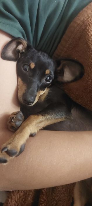 Той терьер мальчик