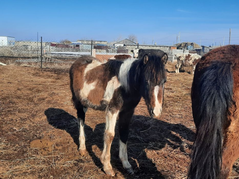 Продам жабағы 1 жас