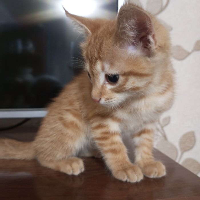 Отдам котика в добрые руки.