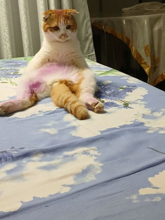 Шотландская вислоухая мальчик