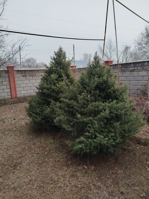 Лвррофддыоыововововоао