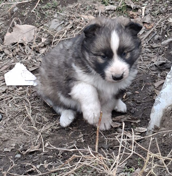 Отдаются в добрые и заботливые руки