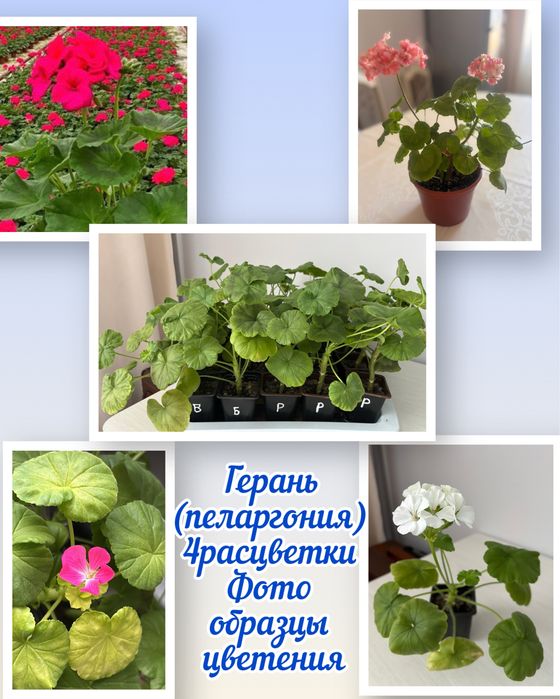 Продам комнатные цветы