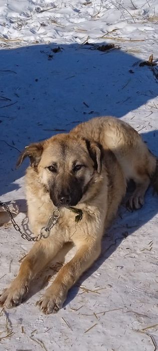 Ищет себе любящего хозяина