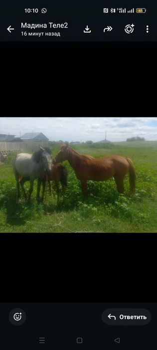 продам кобыл и корову