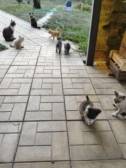 Крысыловы котята полудикие.