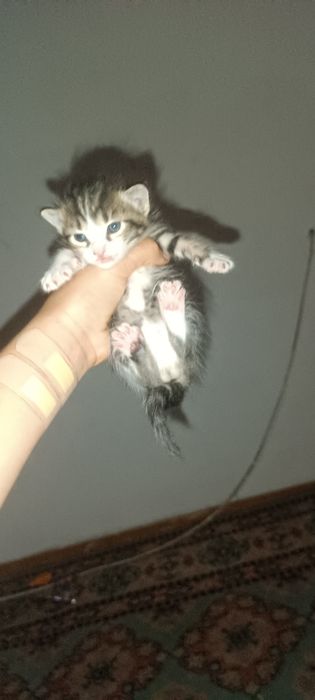 Отдам котят в добрые руки!