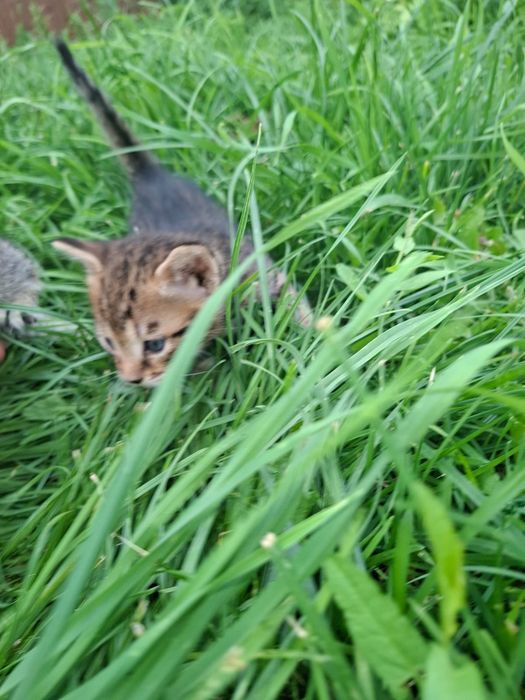 Продам бенгальских котят