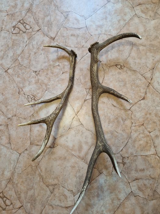 Рога от елен     .