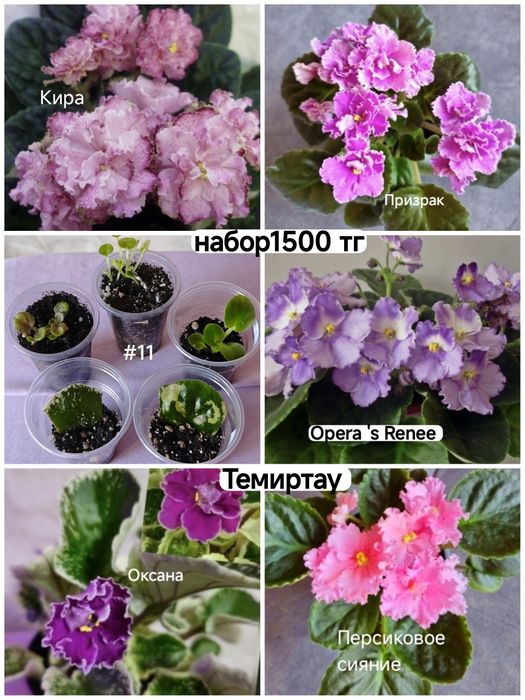 Комнатные растения