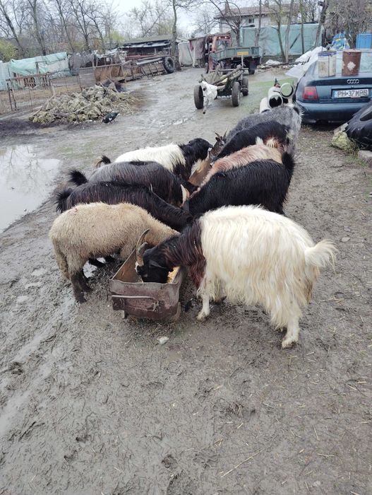 Vând 27 de capre și un țap