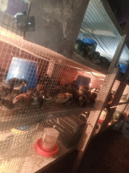 andijon qora tovuq jujalari 20.000som