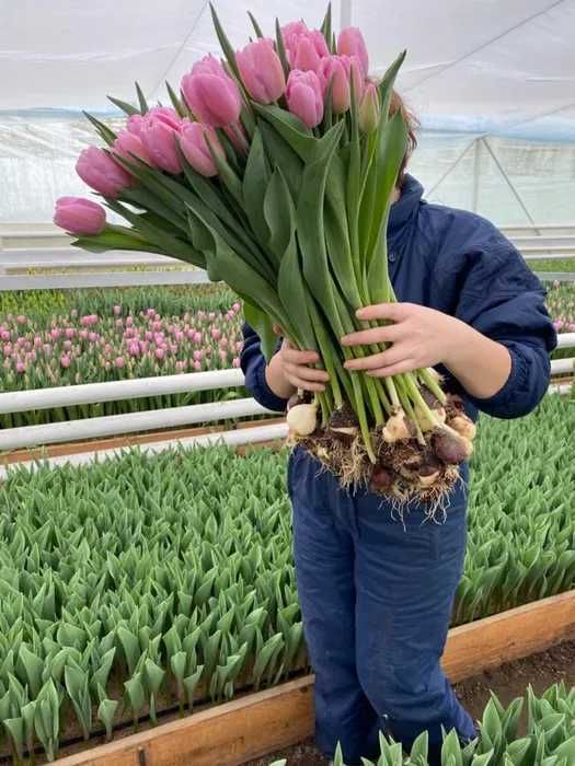 Тюльпаны Оптом Шымкент Тараз Кызылорда