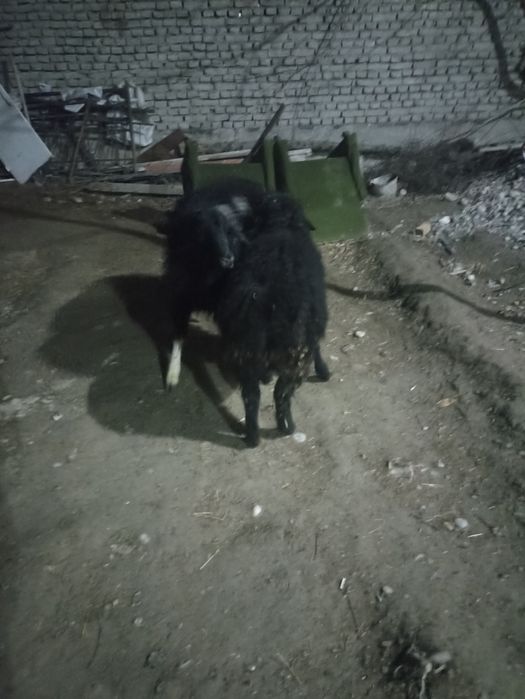 Хсори койлар сотилади  12миллион