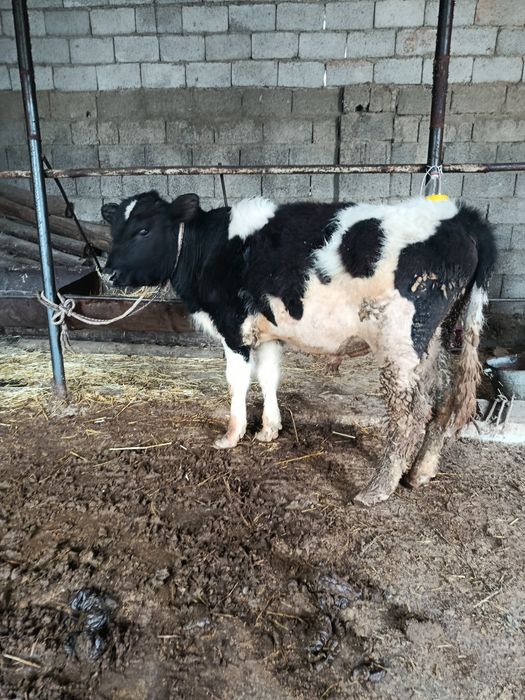 Тоқал буқа сатылады