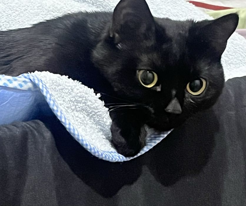 Отдам кота в добрые руки